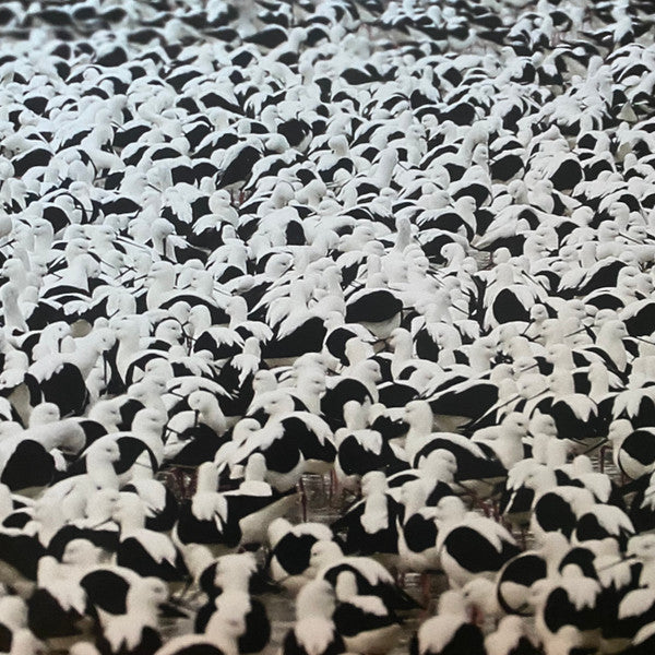 Stella Donnelly - Flood (LP, Album, Ltd, Red)
