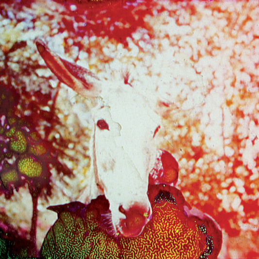 Jerusalem In My Heart - If He Dies, If If If If If If (CD, Album)