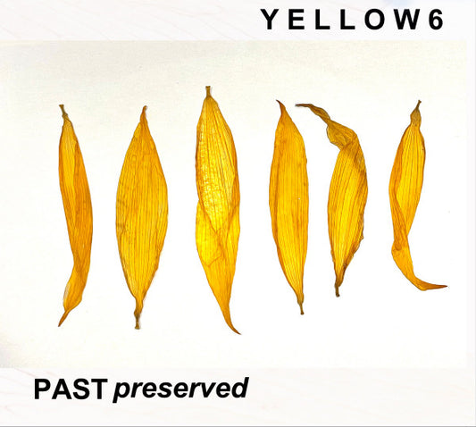 Yellow6 - Past Preserved (LP, Yel)
