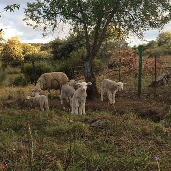 Josephine Foster - No Harm Done (LP, Album)