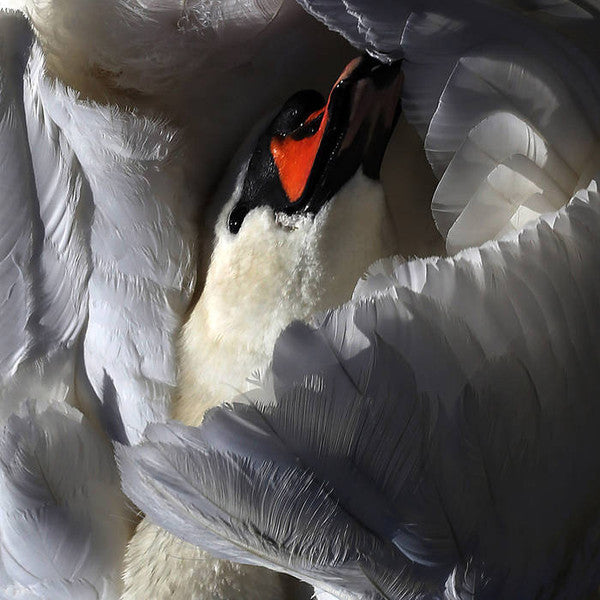 Wild Terrier Orchestra - Even The Chimera (12", Album)