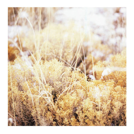 Mamiffer - The Brilliant Tabernacle (LP, Album)