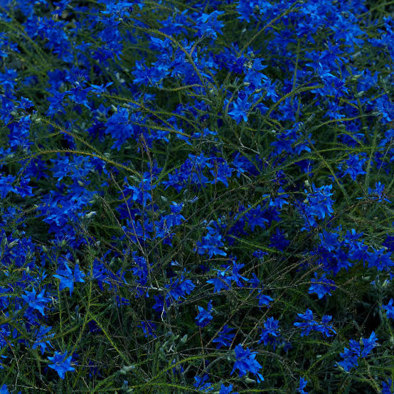 Jefre Cantu-Ledesma - Gift Songs (LP, Album)