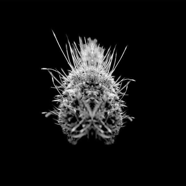 Selm - TiiiER / Post-Adrenaline (2x12", Album)