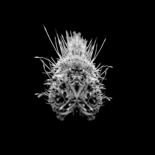 Selm - TiiiER / Post-Adrenaline (2x12", Album)